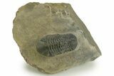 Detailed Reedops Trilobite - Atchana, Morocco #376980-3